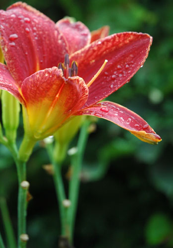 鲜花 美丽 迷人 自然 馈赠 雨后 傲立
